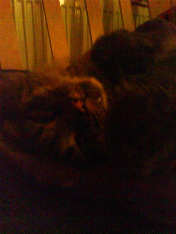 Maine Coon simba billede 3