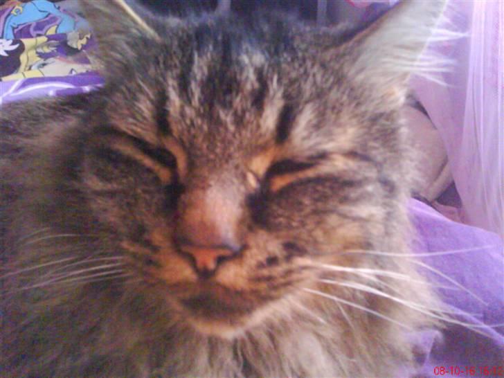 Maine Coon simba billede 4