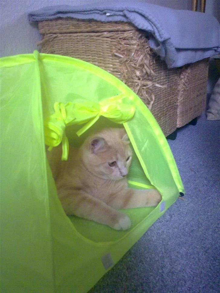 Blanding af racer Simba billede 12