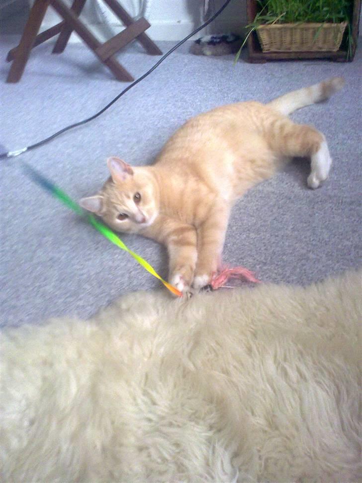 Blanding af racer Simba billede 13