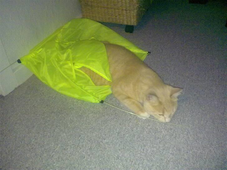 Blanding af racer Simba billede 14