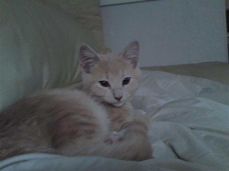 Blanding af racer Simba billede 15