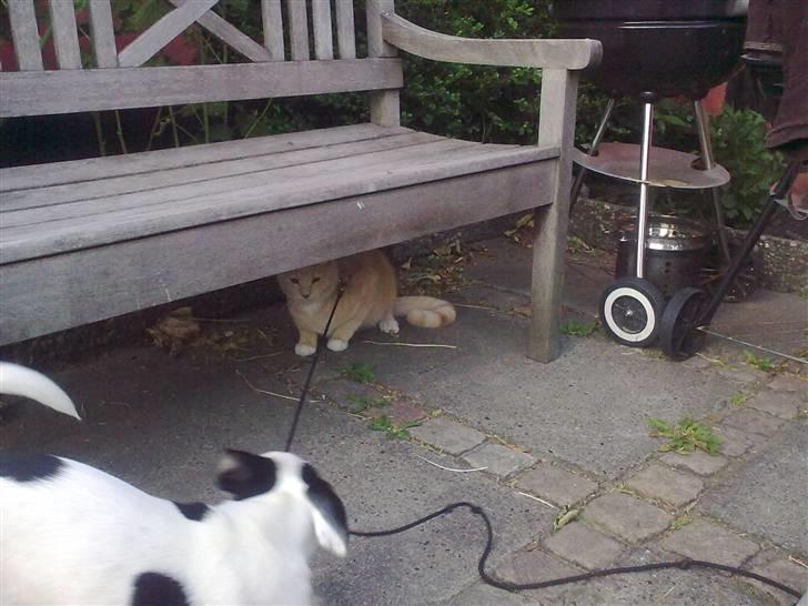 Blanding af racer Simba billede 16