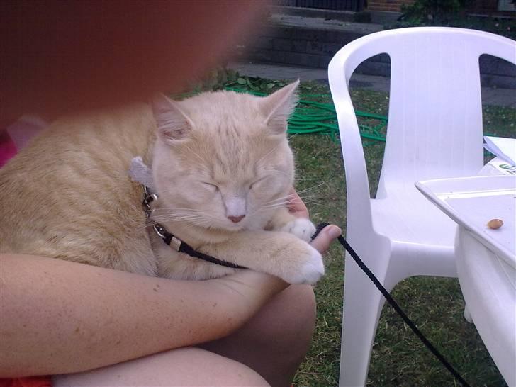 Blanding af racer Simba billede 17