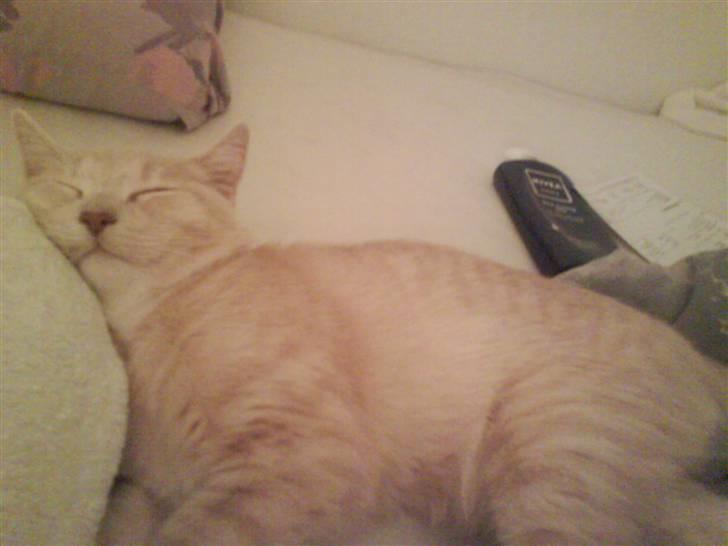 Blanding af racer Simba billede 18