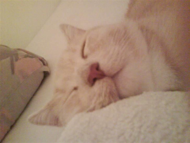 Blanding af racer Simba billede 19