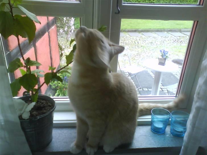 Blanding af racer Simba billede 20