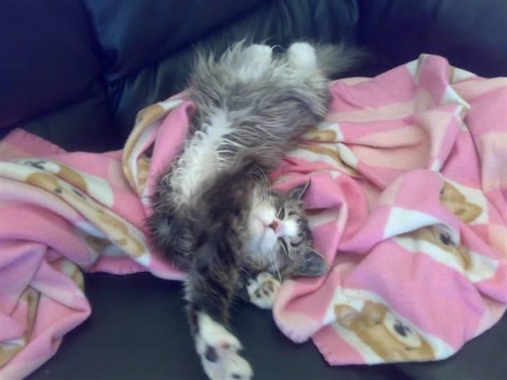 Blanding af racer Mitte billede 15