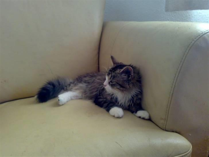 Blanding af racer Mitte billede 16