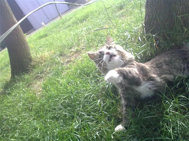 Blanding af racer Mitte billede 17