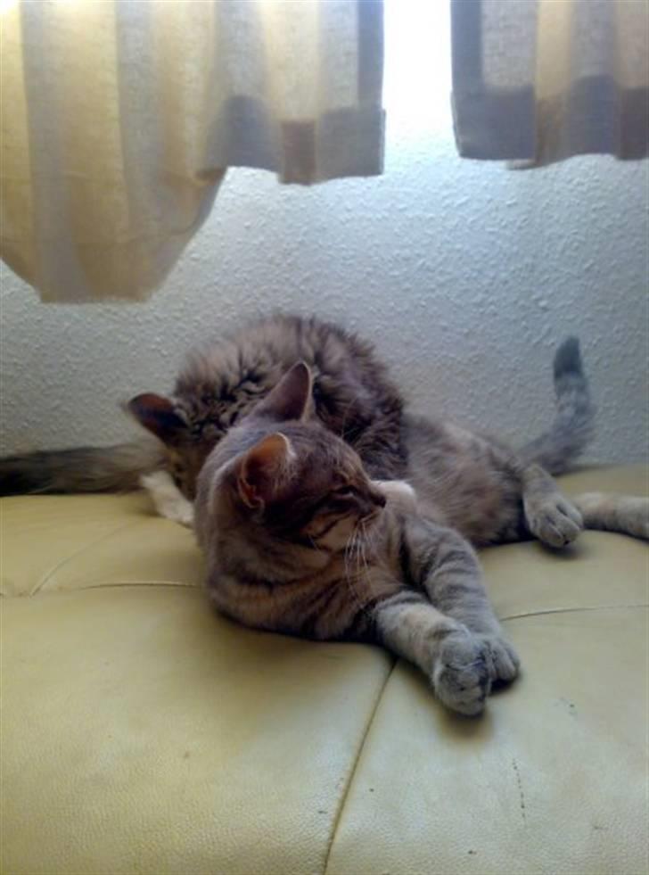 Blanding af racer Mitte billede 18