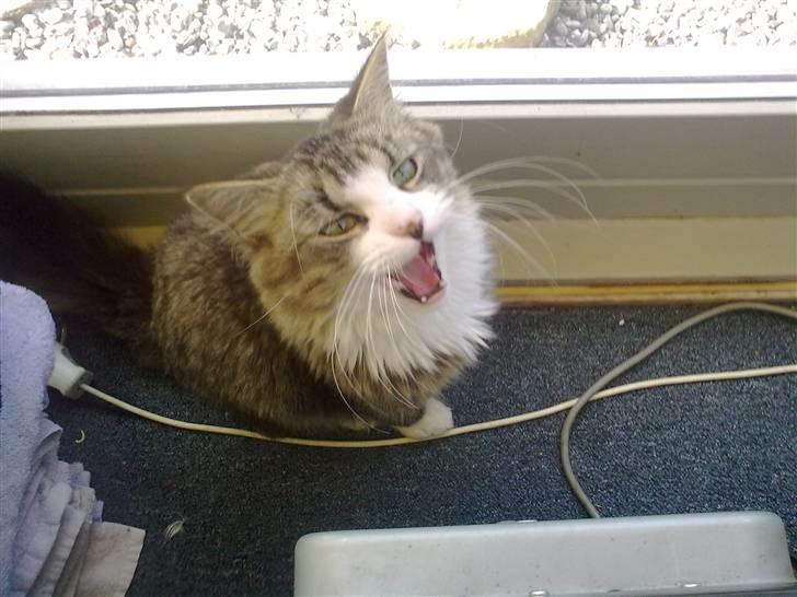 Blanding af racer Mitte billede 19