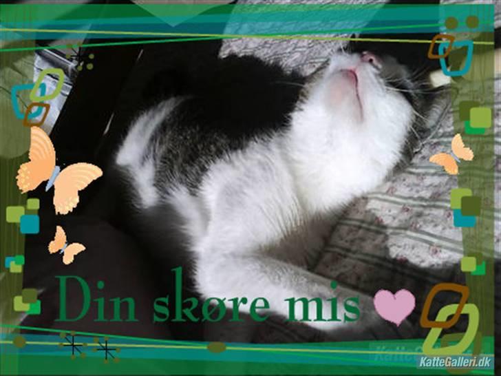 Huskat Mille *Elsket!* billede 19