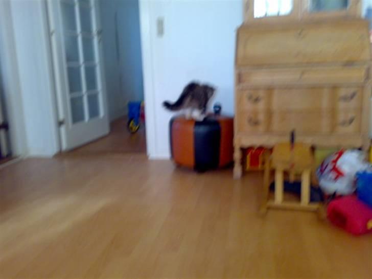 Blanding af racer Mitte - Tak fordi i kiggede med :D billede 20