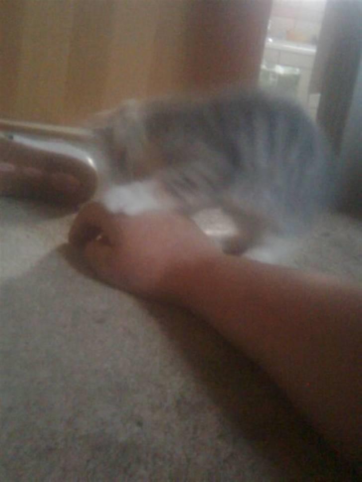 Blanding af racer Mille billede 2