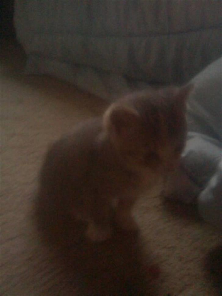 Blanding af racer Mille billede 3