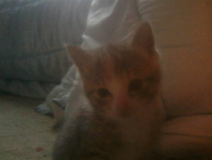 Blanding af racer Mille billede 4