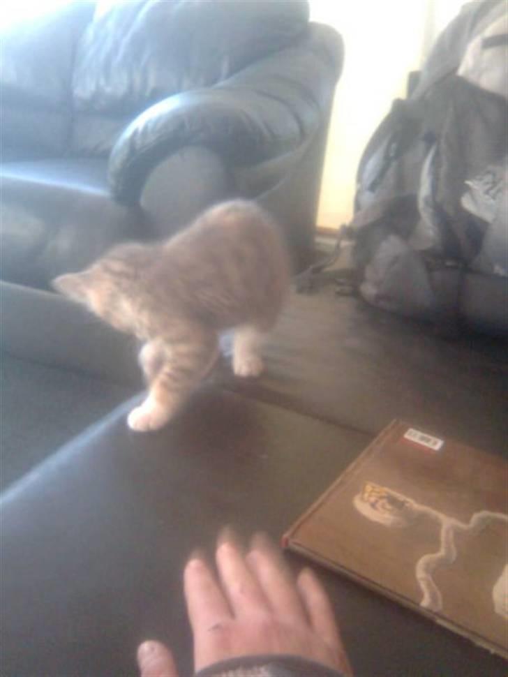 Blanding af racer Mille billede 5