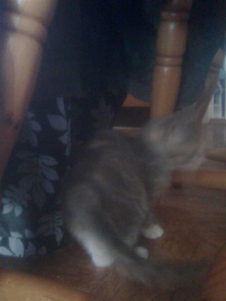 Blanding af racer Mille billede 6