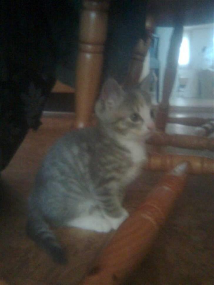 Blanding af racer Mille billede 7