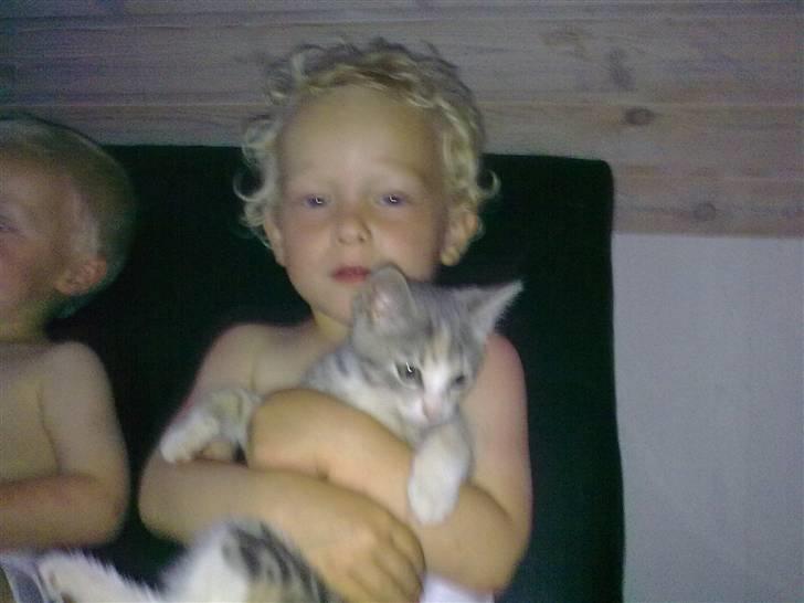 Blanding af racer Mille billede 8