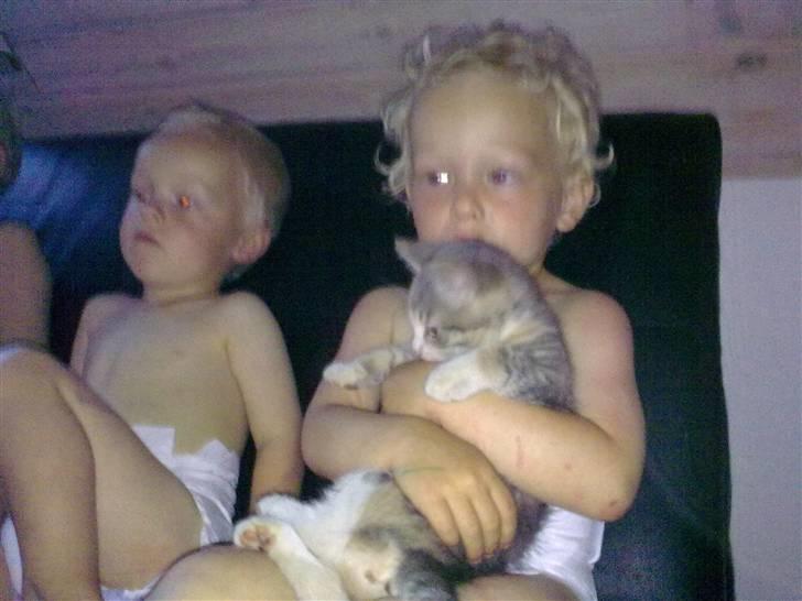 Blanding af racer Mille billede 9