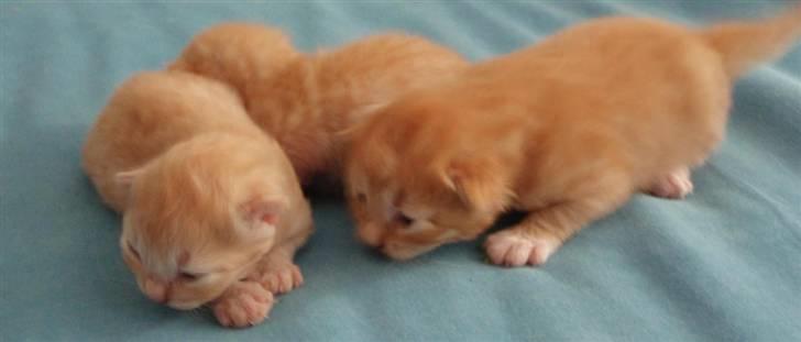 Norsk Skovkat Antimus billede 1