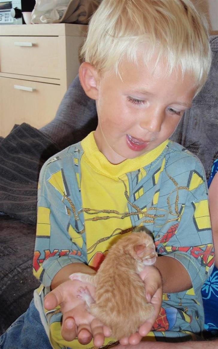 Norsk Skovkat Antimus billede 2