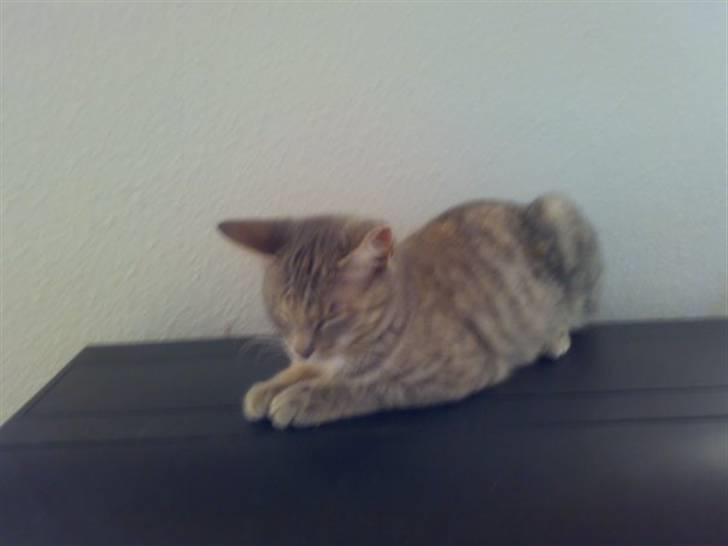 Blanding af racer Rapunzel billede 1