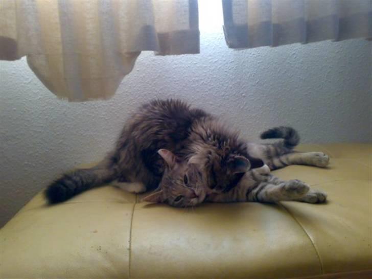 Blanding af racer Rapunzel billede 2