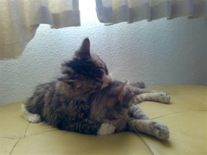 Blanding af racer Rapunzel billede 3