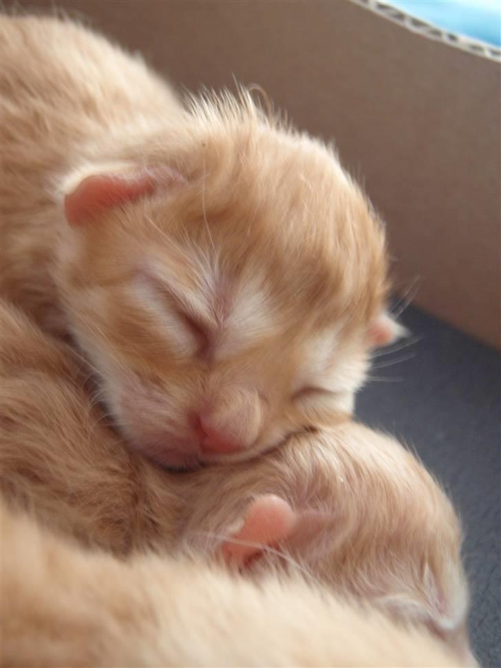 Norsk Skovkat Antimus billede 3