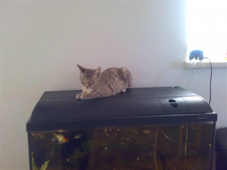 Blanding af racer Rapunzel billede 6