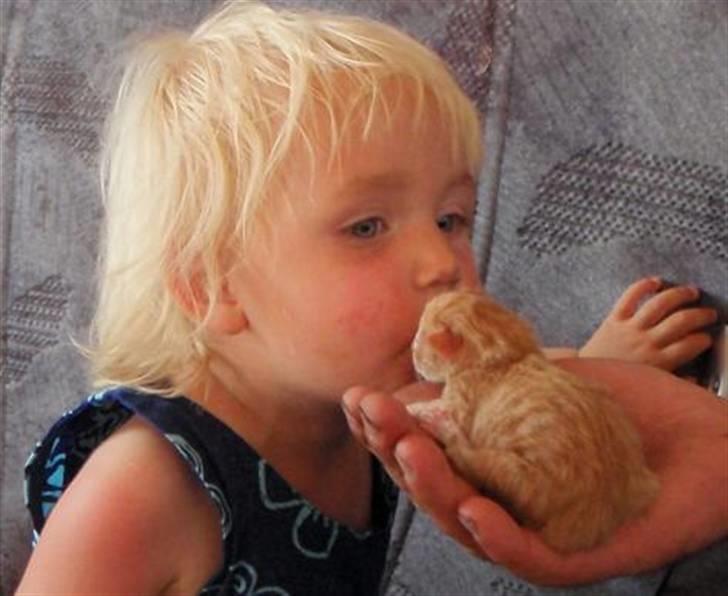 Norsk Skovkat Antimus billede 4