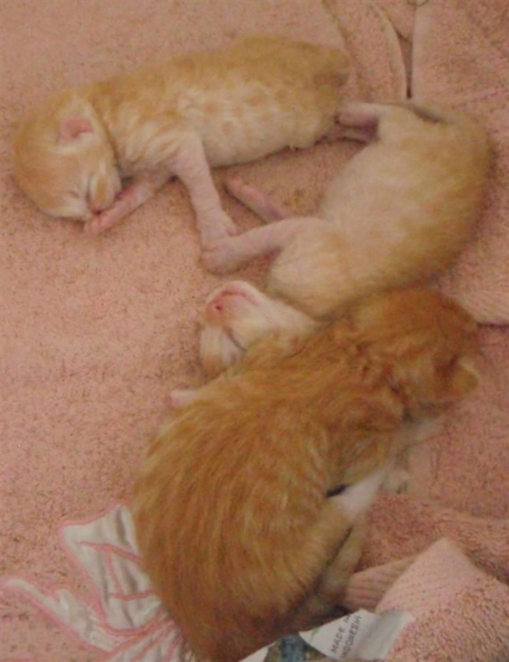 Norsk Skovkat Antimus billede 5