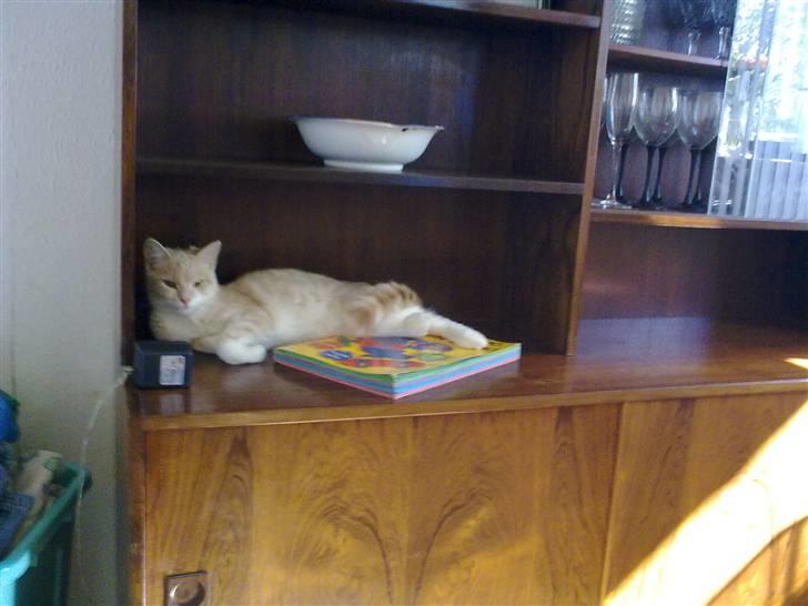 Blanding af racer Superlyn (væk) - Afslapning i stor stil billede 1