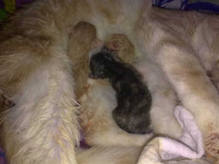 Blanding af racer Superlyn (væk) - Nybagt Superlyn mor billede 2