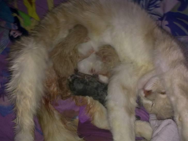 Blanding af racer Superlyn (væk) - Nybagt Superlyn-mor billede 3