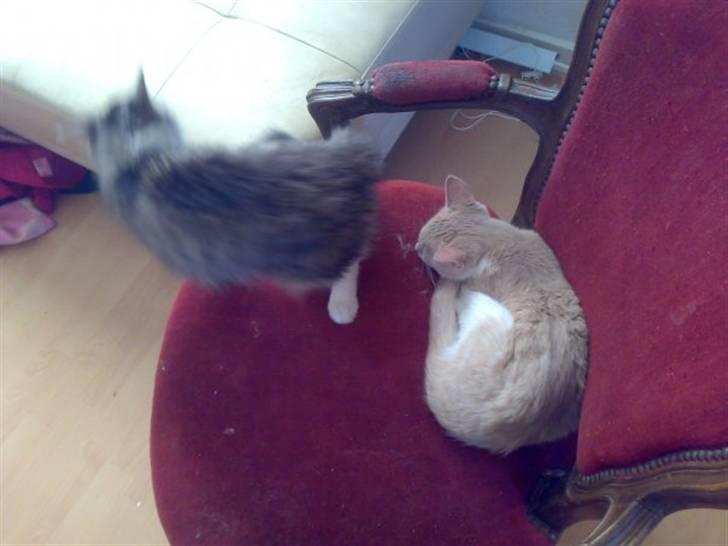 Blanding af racer Superlyn (væk) billede 4