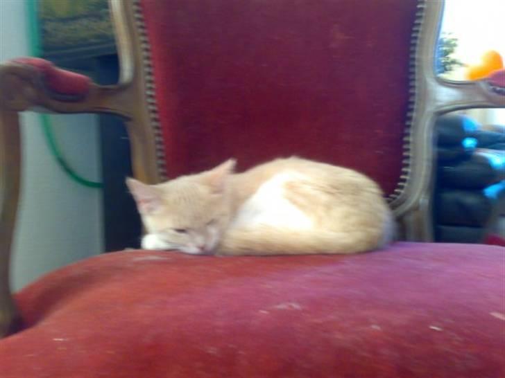 Blanding af racer Superlyn (væk) billede 5