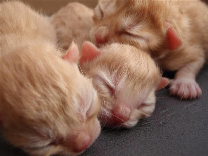 Norsk Skovkat Garfield billede 1