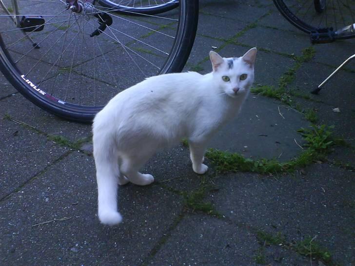 Blanding af racer Snowflake *Mitte* - Undskyld, har ikke så mange billeder af hende alene herpå denne PC. Der kommer snart nogle nye ind, bare rolig. billede 1