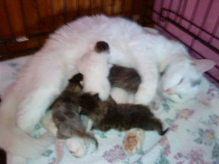 Blanding af racer Snowflake *Mitte* billede 2