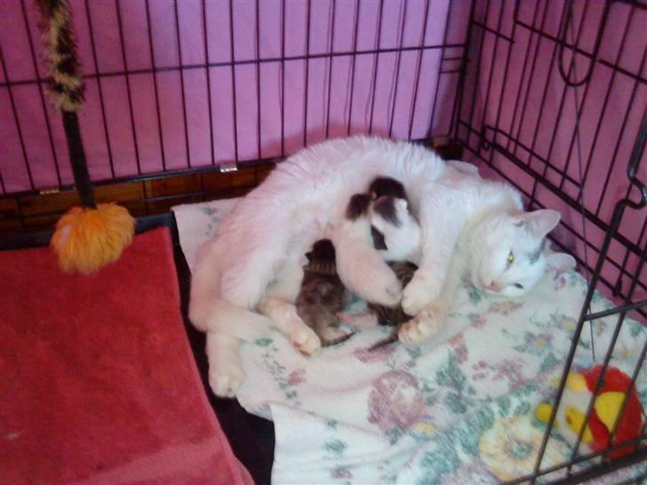 Blanding af racer Snowflake *Mitte* billede 3