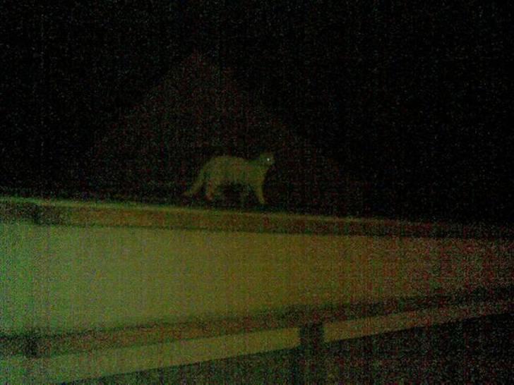 Blanding af racer Snowflake *Mitte* - Mitte ninja missen, sniger sig efter mig, når jeg er ude med hundene om aften. Super sødt *SS* billede 4