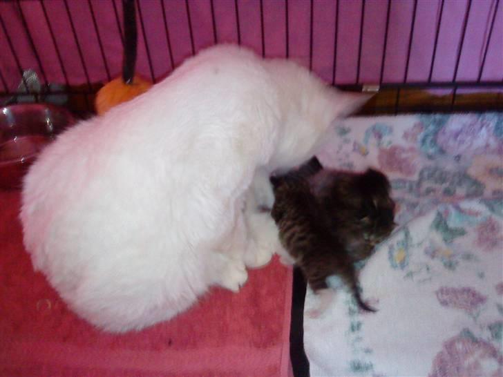 Blanding af racer Snowflake *Mitte* billede 5