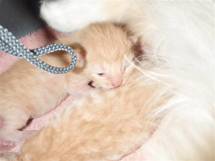 Norsk Skovkat Garfield billede 2