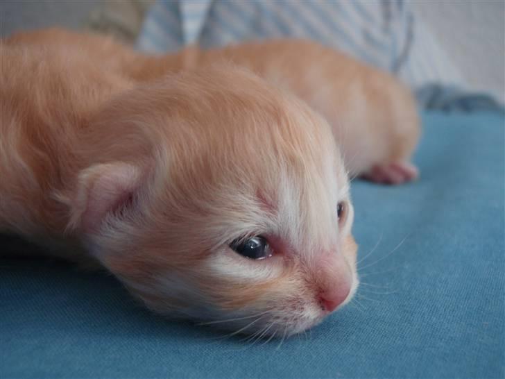 Norsk Skovkat Garfield billede 3