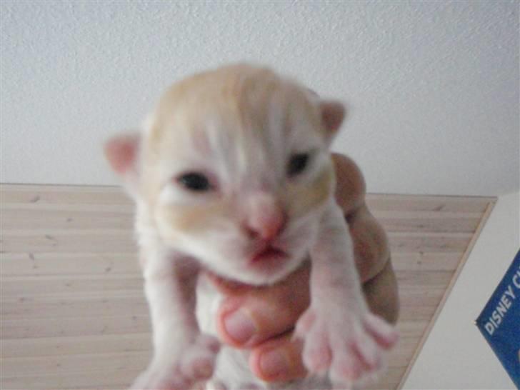 Norsk Skovkat Garfield billede 4