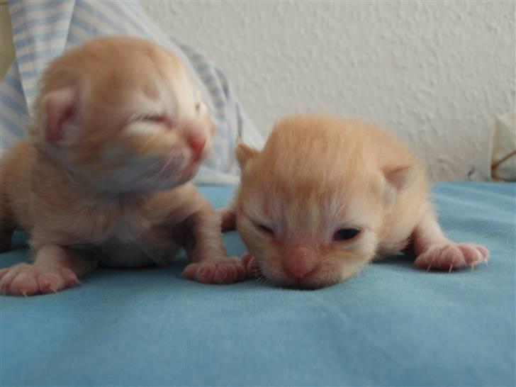 Norsk Skovkat Garfield billede 5